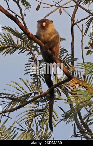 Schwarzschwanz-Marmoset (Mico melanurus) Erwachsener sitzt auf Zweig Cuiaba, Brasilien. Juli Stockfoto