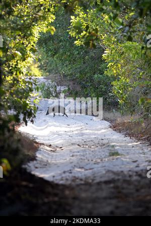 Colmared Peccary (Pecari tajacu) junges Tier überquert sandigen Waldweg Rio Azul, Brasilien juli Stockfoto