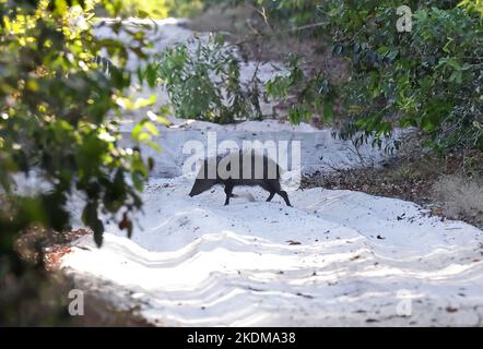 Colmared Peccary (Pecari tajacu) junges Tier überquert sandigen Waldweg Rio Azul, Brasilien juli Stockfoto