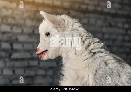 Weiße Ziege in einer Scheune auf einer kleinen Farm in Ontario, Kanada. Stockfoto