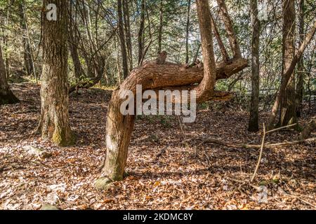 Ein einzelner Baum mit zwei übergebogenen Stämmen, die sich in den Wäldern, umgeben von den herbstlichen Herbstblättern, nach oben verdrehen Stockfoto