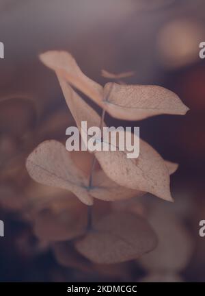floraler Hintergrund - getrocknete Eukalyptuspflanze Stockfoto