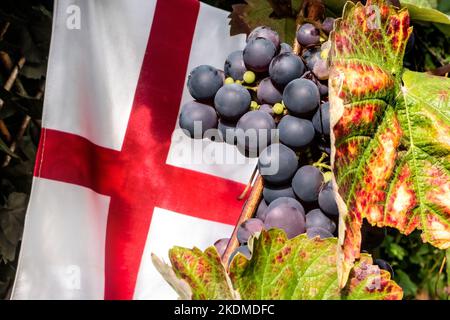 Englisches britisches Weintraubenernteproduktionskonzept. Schuyler reifendes Traubenbündel in Großbritannien mit britischem Flaggenkreuz von Saint George hinter sich, Stockfoto