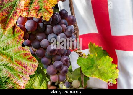 SCHUYLER TRAUBEN englisches Weinkonzept Traubenernteproduktion. Schuyler-Trauben, die auf Reben in britischen Weinbergen Reifen, mit der Flagge des Heiligen Georg dahinter, Stockfoto