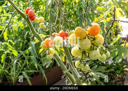 Tomatentomaten 'Crimson Cherry F1 Reifung auf der Rebe', blechfeste Kirschtomate, Resistenz gegen Fusarium & Verticillium. Perfekte Abwechslung zu b Stockfoto