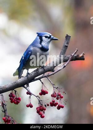 Blue Jay thronte im Herbst in Michigan, USA, auf einem Teil des Krabbelbaums. Stockfoto