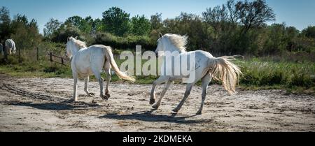 Camargue, Frankreich, April 27 2019 : Weisse Pferde und zwei Hüter laufen im ganzen Wasser im Sumpf der Camargue, Frankreich. Stockfoto