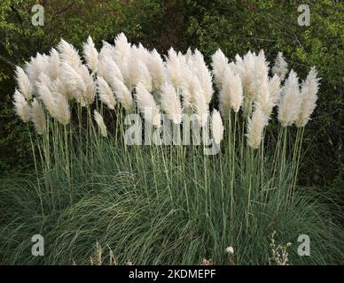 Pampas Grass-Cortaderia selloana Stockfoto