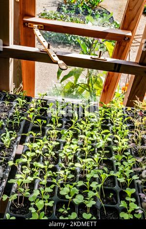 Senfkörner 'Green-in-the-Snow' brassica, die in Modultabletts im traditionellen Gewächshaus herausstechen.hohe Konzentrationen von Vitamin A und C, Kalzium und Kali. Stockfoto