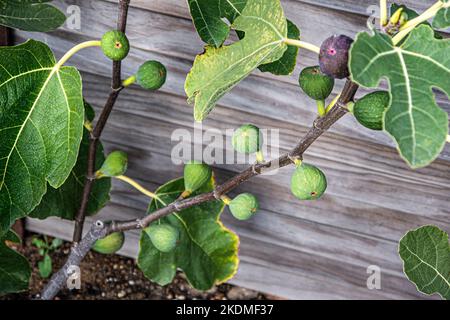 FEIGE Ficus carica 'Osborn's Prolific' süße rote, violette oder braune Frucht vom Spätsommer bis zum Herbst Familie Moraceae. Ficus kann immergrün oder Laub sein Stockfoto