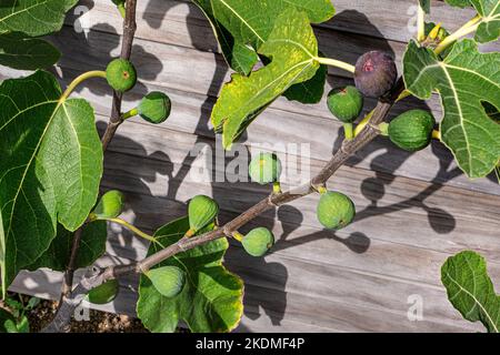FEIGE Ficus carica 'Osborn's Prolific' süße rote, violette oder braune