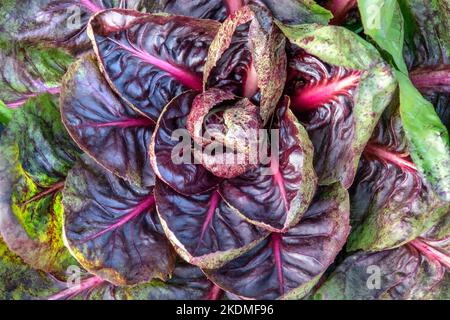 CHICORÉE Rossa di Verona Radicchio Endive (Italienisch Chicory) Kitchen Garden Chicory Salat ähnlich wie Salat mit ausgeprägtem Geschmack Chichorium intybus Stockfoto