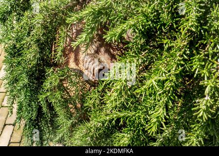 ROSMARIN Salvia rosmarinus 'Foxtail' Kraut wächst in einem großen Terrakottatopf. Foxtail Rosmarin, Pflanze der Erinnerung und Freundschaft. Stockfoto