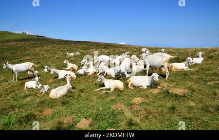 Das Sal Plateau in Rize, Türkei, ist ein wichtiges lokales Plateau. Stockfoto