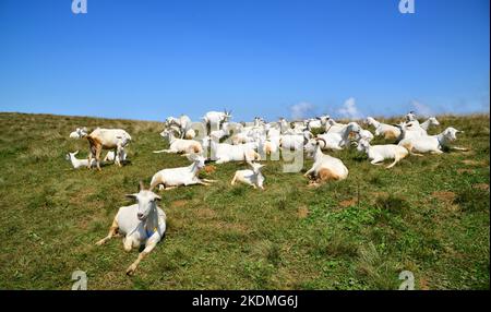 Das Sal Plateau in Rize, Türkei, ist ein wichtiges lokales Plateau. Stockfoto