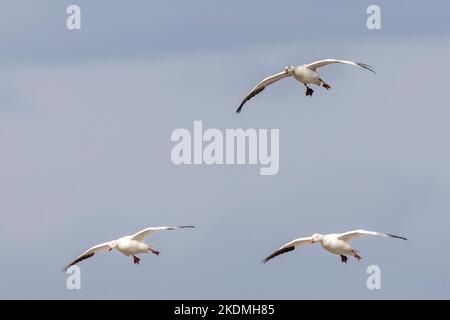 Schneegänse, die für den Winter von Nordkanadas zur Küste von New Jersey wandern. Stockfoto