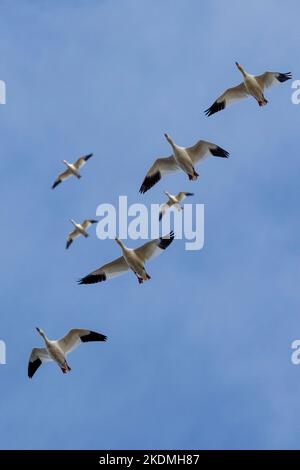 Schneegänse, die für den Winter von Nordkanadas zur Küste von New Jersey wandern. Stockfoto