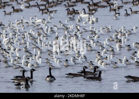 Schneegänse, die für den Winter von Nordkanadas zur Küste von New Jersey wandern. Stockfoto