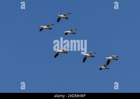 Schneegänse, die für den Winter von Nordkanadas zur Küste von New Jersey wandern. Stockfoto