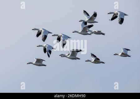 Schneegänse, die für den Winter von Nordkanadas zur Küste von New Jersey wandern. Stockfoto