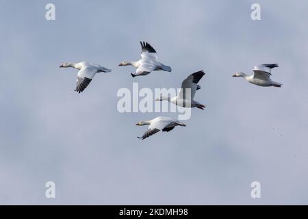 Schneegänse, die für den Winter von Nordkanadas zur Küste von New Jersey wandern. Stockfoto