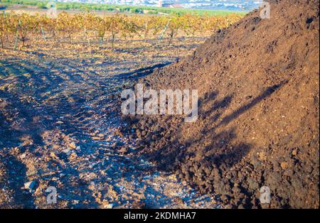 Kompostiert Olivenmühlentrester stapelten sich neben dem Weinberg. Tierra de Barros, Spanien Stockfoto