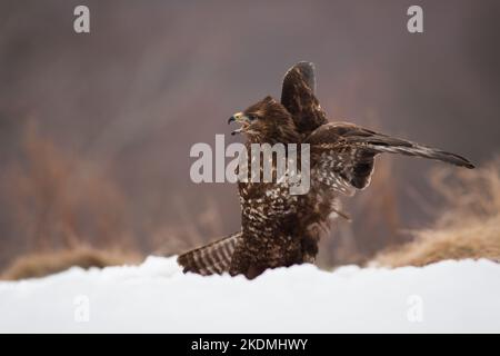 Gemeiner Bussard kreischt im Schnee in der WinterNatur Stockfoto