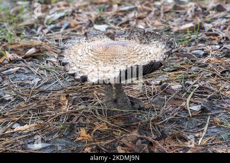 Der Prinz, Agaricus, Horse Agaric, Prince Agaric, Giant Agaric, Gefräste essbare Pilze, Branksome Park, Dorset, Hampshire, Großbritannien - gefunden unter Nadelbaum Stockfoto