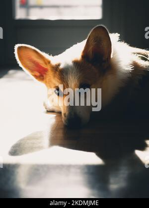 Pembroke Welsh Corgi, der in einer Sonneneinstrahlung auf dem Boden liegt Stockfoto