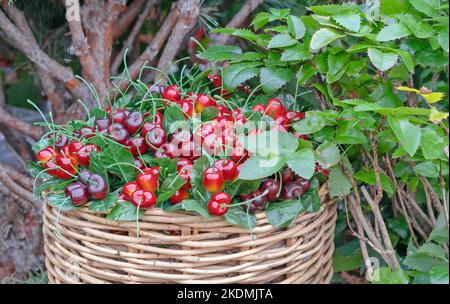 Reife Kirschen in einem Weidenkorb. Ernte von Kirschen. Stockfoto