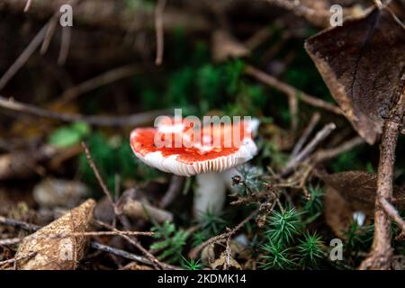 Roter Pilz unter litauen im Wald, Makroaufnahme. Stockfoto