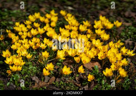 Ficaria verna, gelbe Frühlingsblumen im Frühlingswald, selektiver Fokus. Abstrakter, unscharfer natürlicher Hintergrund Stockfoto