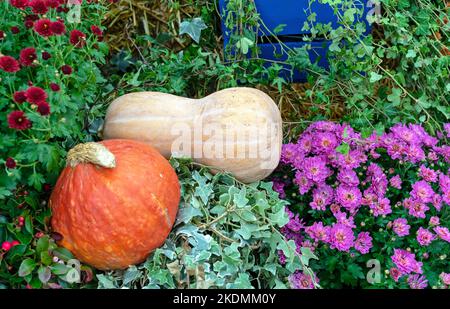Gelbe und orangefarbene Kürbisse neben GartenChrysanthemen. Stockfoto