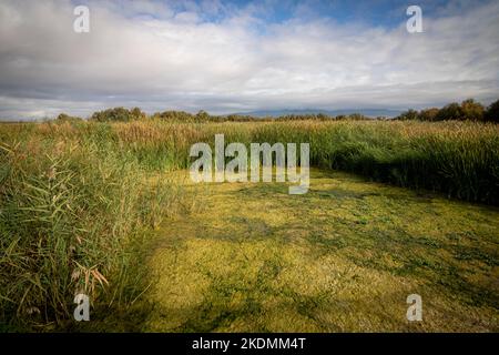 Landschaft einer der saisonalen Lagunen des Nationalparks Cabaeros in Ciudad Real, Spanien Stockfoto