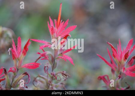 Rote Blütenstände von racemosen Dornen von Castilleja Applegatei, Orobanchaceae, einheimische mehrjährige Pflanze in den Bergen von San Emigdio, Herbst. Stockfoto