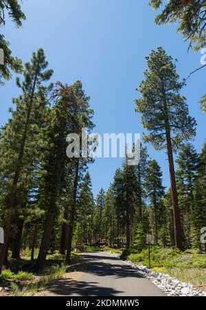 Hohe grüne Pinien überhängen einen Wanderweg der Sierra Nevada in Kalifornien. Stockfoto