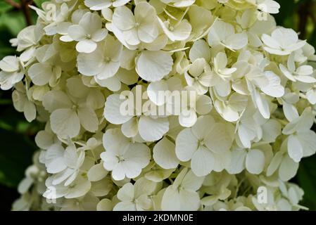 Die wunderschönen weißen Hortensien schließen sich Stockfoto
