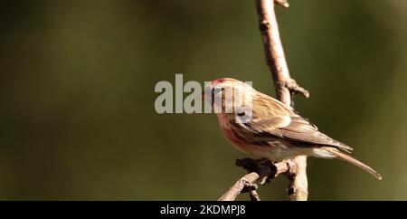 Geringerer Redpoll Stockfoto