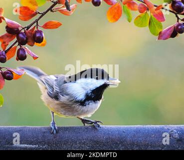 Black-capped Chickadee im Herbst im Süden von Michigan Stockfoto