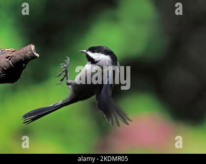 Black-capped Chickadee im Flug in Landeposition beim Anflug auf ein Baumglied. Stockfoto