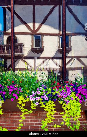 Ein fachwerkgebäude im bayerischen Stil spiegelt sich in einem Fenster hinter Blumenkästen wider, die mit Petunien, Erbsenreben und Ziergras übersät sind. Stockfoto