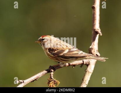 Geringerer Redpoll Stockfoto