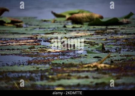 Moorhen, der auf Seerosen läuft Stockfoto