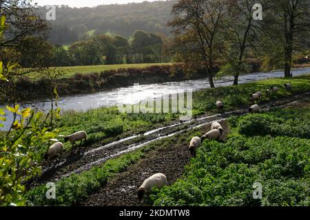 Schafe auf der Suche nach frischer Weide in der Nähe von Bigweir Bridge Tintern im Wald von Dean, Glos, Großbritannien Stockfoto