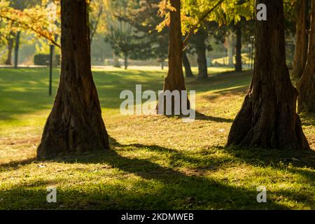 Von Bäumen gesäumter Gehweg in einer schönen Herbstsaison , gefallenes Laubkonzept , Stockfoto