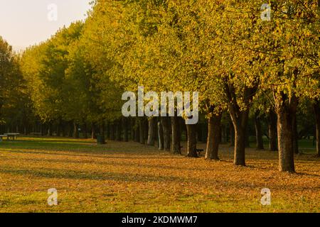 Von Bäumen gesäumter Gehweg in einer schönen Herbstsaison, gefallenes Laubkonzept, Fokus liegt auf dem Vorderbaum Stockfoto