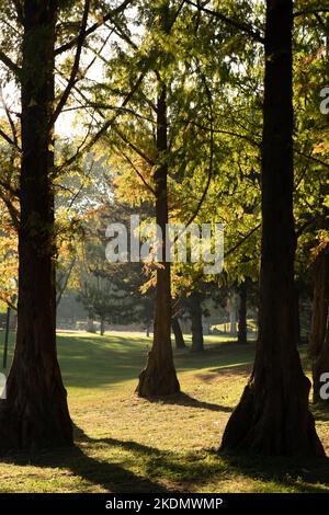 Von Bäumen gesäumter Gehweg in einer schönen Herbstsaison , gefallenes Laubkonzept , Stockfoto