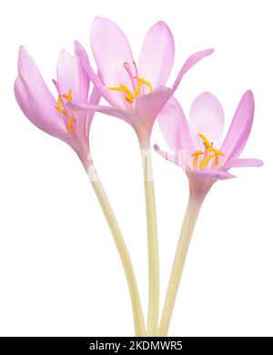 Colchicum autumnale (Herbstkrokus) blüht isoliert auf weißem Hintergrund Stockfoto