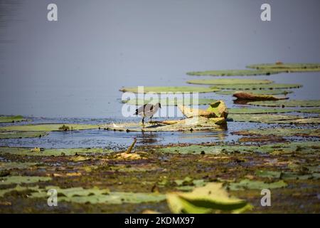 Moorhen, der auf Seerosen läuft Stockfoto