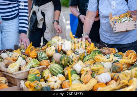 Die Leute am Marktstand, wählen Kürbisse aller Farben und Formen. Stockfoto